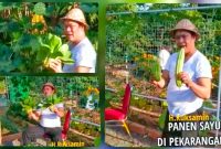 Bupati Konut, H. Ruksamin memanen sayur hasil kebun di rujab bupati. (*Ist) 