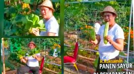 Bupati Konut, H. Ruksamin memanen sayur hasil kebun di rujab bupati. (*Ist) 