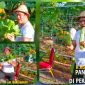 Bupati Konut, H. Ruksamin memanen sayur hasil kebun di rujab bupati. (*Ist) 