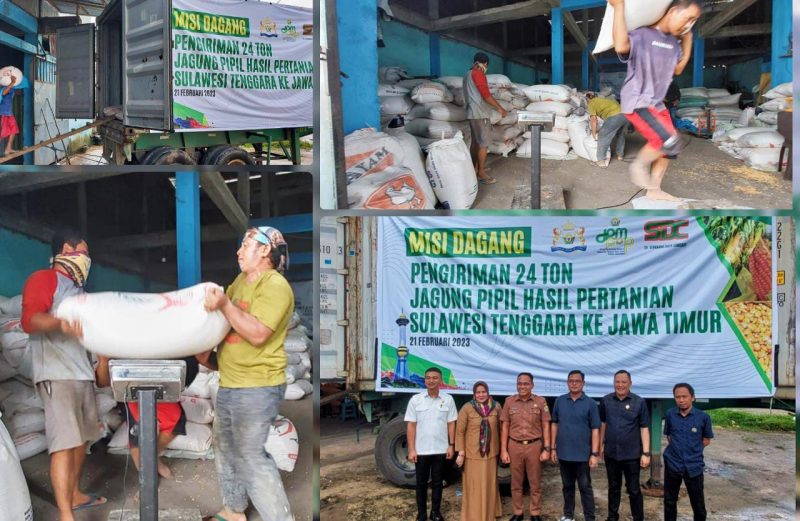 Melalui CV Sengkang Duta Comoditi mengirim 24 ton jagung pipil hasil pertanian ke Jawa Timur (Jatim), Selasa (21/02/2023). (*Ist) 