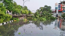 Hujan deras disertai angin kencang melanda Kota Kendari menyebabkan pohon tumbang dan merusak rumah warga. (*Ist) 