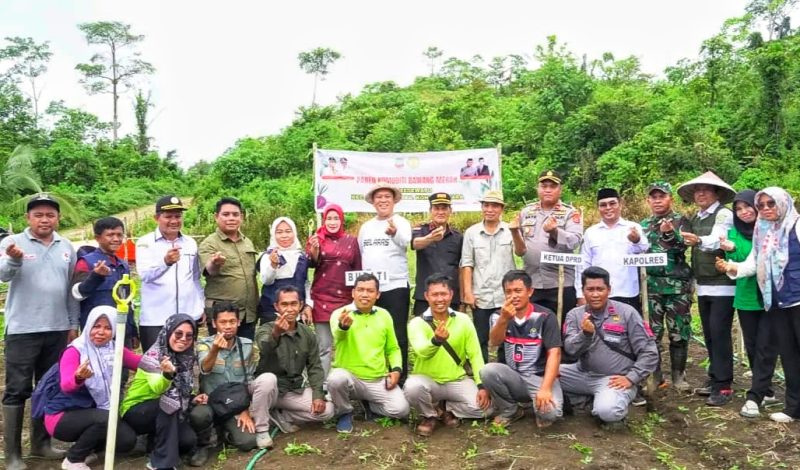 Bupati Konawe Utara, H. Ruksamin bersama Forkopimda menggelar panen raya komoditi bawang merah di Desa Tetewatu, Kecamatan Wiwirano. Rabu, (31 Mei 2023). (*Ist)