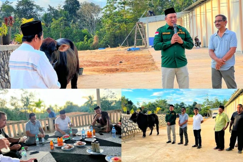 H. Ruksamin menyalurkan satu ekor sapi kurban di Pondok Pesantren (Ponpes) Hafidz Baitul Qur’an Al Askar Andunohu, Kendari, Rabu (28/6/2023). (*Ist)