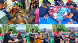Jajaran Satbrimob Polda Sultra menyerahkan daging qurban Hari Raya Idul Adha 1444 H/2023 M, di areal Markas Komando (Mako) Brimob Polda Sultra, Kamis (29/6). (*Ist)