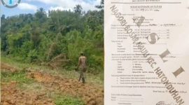 Alih fungsi kehutanan menjadi lahan perkebunan sawit.