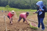 Pjs. Bupati Konawe Utara, Drs. La Ode Saifuddin, M.Si, bersama kelompok tani di Desa Awila Puncak, Kecamatan Molawe, menanam bibit bawang merah pada Sabtu (26/10/2024).