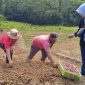Pjs. Bupati Konawe Utara, Drs. La Ode Saifuddin, M.Si, bersama kelompok tani di Desa Awila Puncak, Kecamatan Molawe, menanam bibit bawang merah pada Sabtu (26/10/2024).