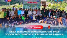 Launching penanaman padi gogoh dan jagung di kecamatan Lasolo, tepatnya di desa tetelupai bersama unsur pemerintah dan petani lokal handal yang tak mudah ngeluh, Rabu (30/07/2025).