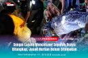 Tim gabungan bersama warga berhasil menangkap beberapa ekor buaya di Sungai Lasolo saat proses pencarian korban yang diterkam, Senin