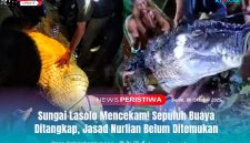 Tim gabungan bersama warga berhasil menangkap beberapa ekor buaya di Sungai Lasolo saat proses pencarian korban yang diterkam, Senin