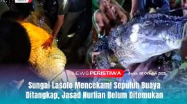 Tim gabungan bersama warga berhasil menangkap beberapa ekor buaya di Sungai Lasolo saat proses pencarian korban yang diterkam, Senin