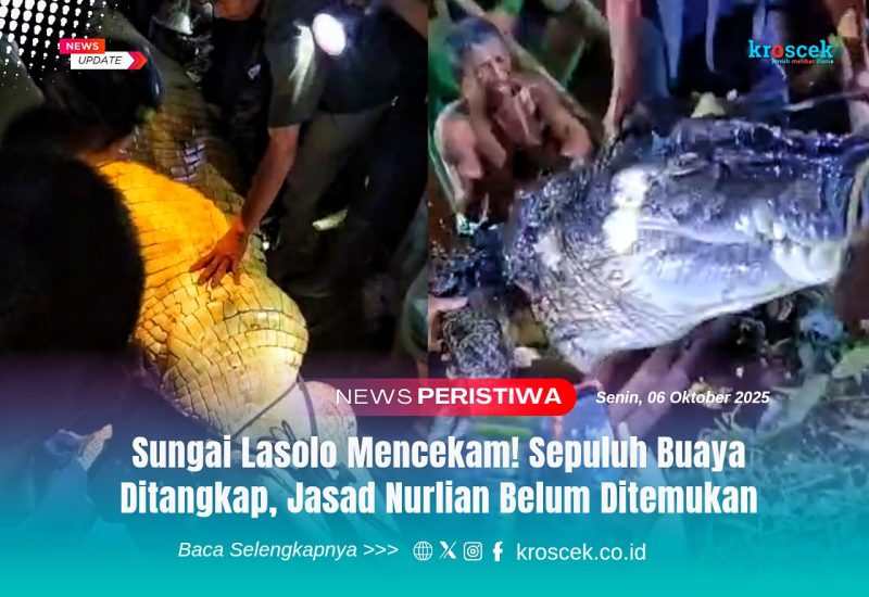 Tim gabungan bersama warga berhasil menangkap beberapa ekor buaya di Sungai Lasolo saat proses pencarian korban yang diterkam, Senin